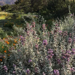 Salvia (Sage) Tilden Prostrate in Ground Cover Display