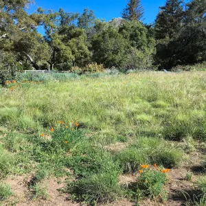 Meadow Revival progress
