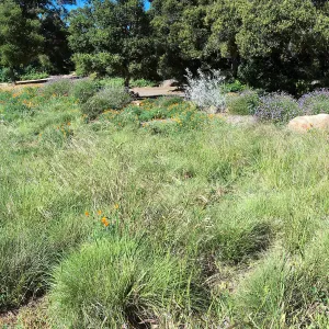 Meadow Revival progress