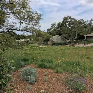 Meadow Revival progress