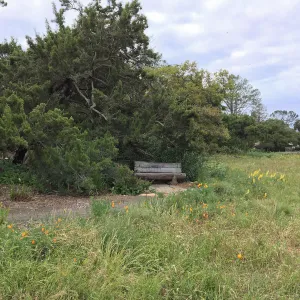 Meadow revival progress, Holton bench