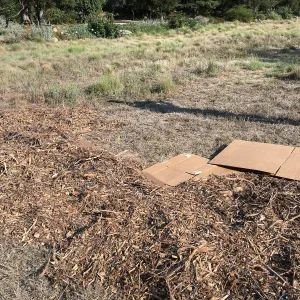 Meadow revival progress, application of sheet mulch