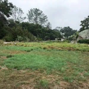 Meadow revival progress