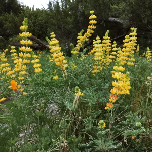 Lupinus (lupine) Ed Gedling in Meadow
