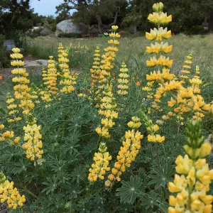 Lupinus Ed Gedling in Meadow