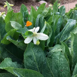 Anemopsis californica, east side of Meadow