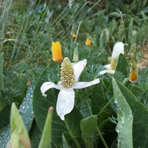 Anemopsis californica, east side of Meadow