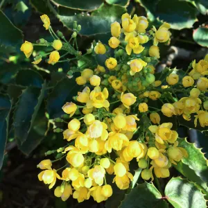 Berberis pinnata insularis in Conservation Collection at PCC