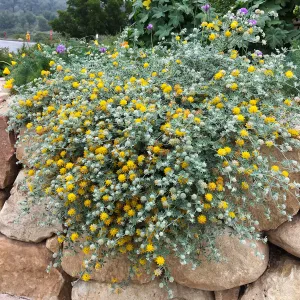Acmispon argophyllus argenteus in Conservation Collection at the PCC