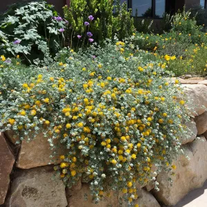 Acmispon argophyllus argenteus in Conservation Collection at the PCC