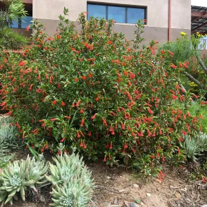 Diplacus parviflorus in the Island View Garden