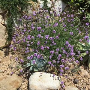Verbena de la Mina at entry to the Pritzlaff Conservation Center