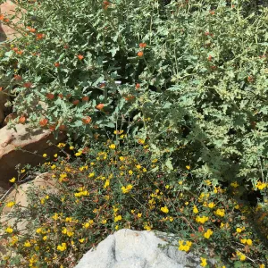 Acmispon strigogus and Sphaeralcea fulva along steps in Island Section
