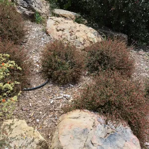 Acalypha californica 16-79 in new Island Section