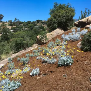 New Island Section plantings in Baja garden