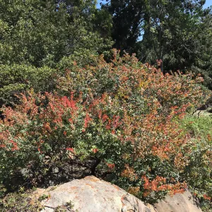 Arctostaphylos Paradise in the Manzanita Section
