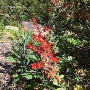 Arctostaphylos Paradise in the Manzanita Section