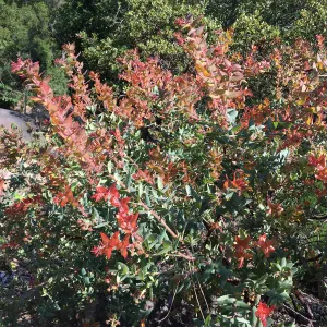 Arctostaphylos Paradise in the Manzanita Section