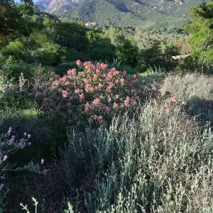 Rhus lentii on Porter Trail