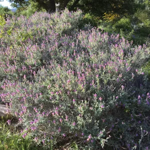 Marina orcuttii on Porter Trail