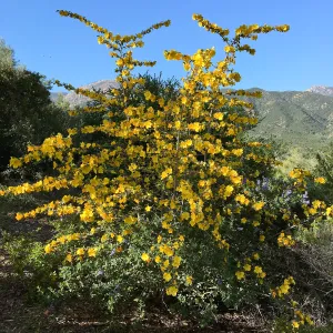 Fremontodendron California Glory on Porter Trail