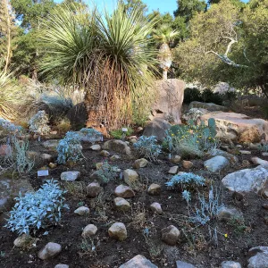 Front of Desert Section during application of new rock mulch