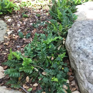 Polypodium scouleri at the Tea House