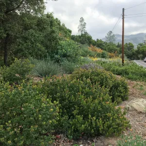 Tunnel Triangle, Arctostaphylos Canyon Blush