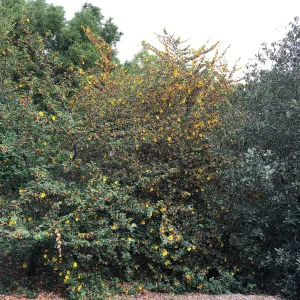 Tunnel Triangle, Fremontodendron fire hybrids