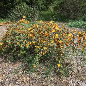 Tunnel Triangle, Fremontodendron fire hybrid