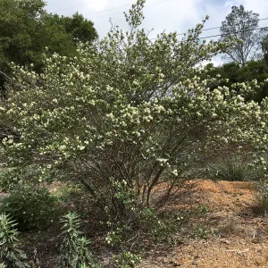 Tunnel Triangle, Ceanothus Snow Flurry