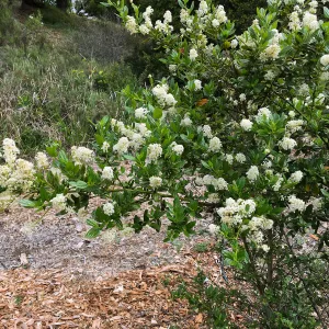 Tunnel Triangle, Ceanothus Snow Flurry