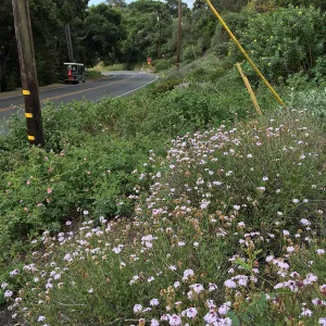 Tunnel Triangle, Verbena Paseo Rancho 