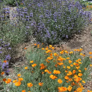 Salvia (Sage) Allen Chickering at Tunnel Triangle