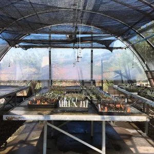 Horticulture hoop house before renovation