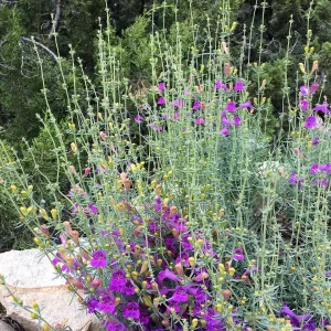 Penstemon heterophyllus, 08-247 on east side of Meadow