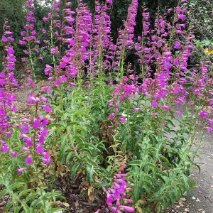 Penstemon spectabilis volunteer, old Conservation display
