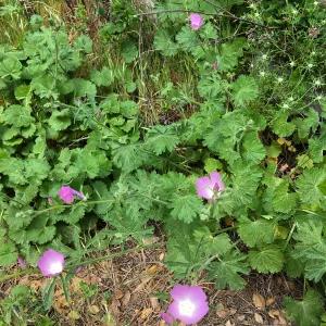 Sidalcea malviflora on Rattlesnake Trail