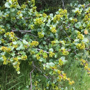 Rhamnus crocea in flower on Rattlesnake Trail