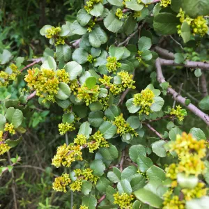 Rhamnus crocea in flower on Rattlesnake Trail
