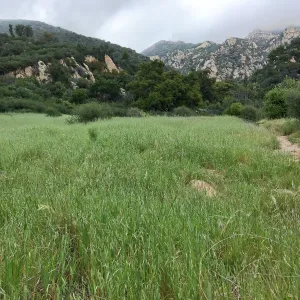 Rattlesnake Meadow on Rattlesnake Trail