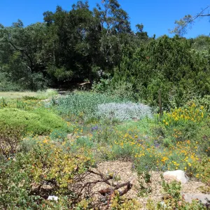 Groundcover Display and Meadow