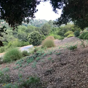 Slope below Southwest Trail