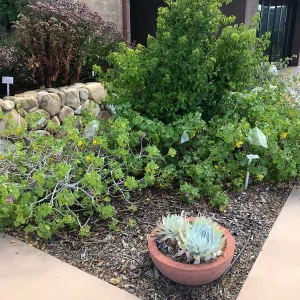 Conservation Garden