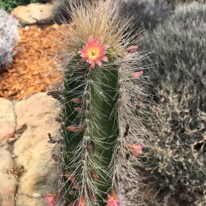 Relocated senita cactus blooms for the first time in the Island View Garden