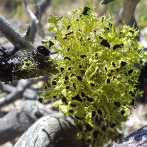 A beautiful wolf lichen (Letharia columbiana) growing on wood in the Ventana Wilderness