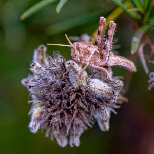 Grasshopper, Wooded Dell