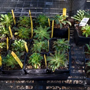 Plants in Garden Growers Nursery