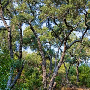Oak Trees (Coastal Live Oak) in the Canyon