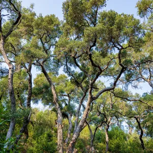 Oak Trees (Coastal Live Oak) in the Canyon
